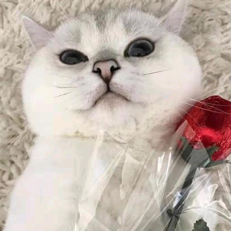 妞仔裤酷