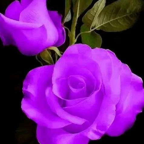啊芬