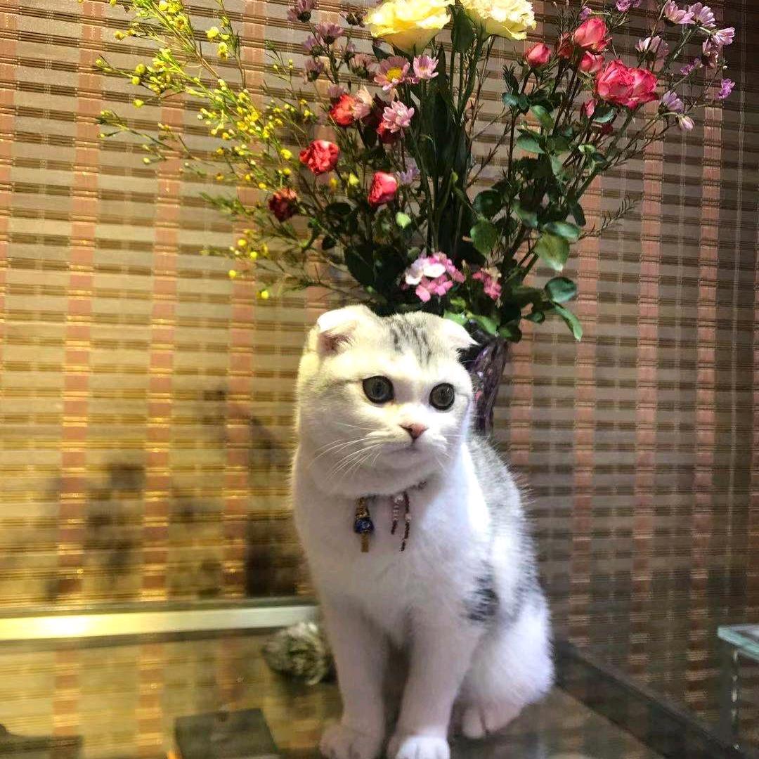 笨笨熊～团子