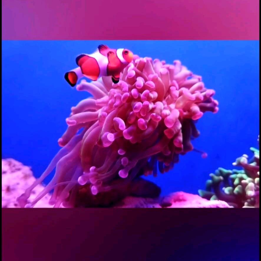 月影