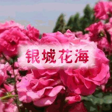 带刀寺卫
