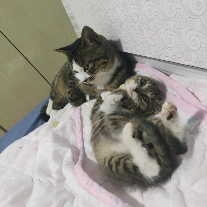 大胖哒与小脑斧