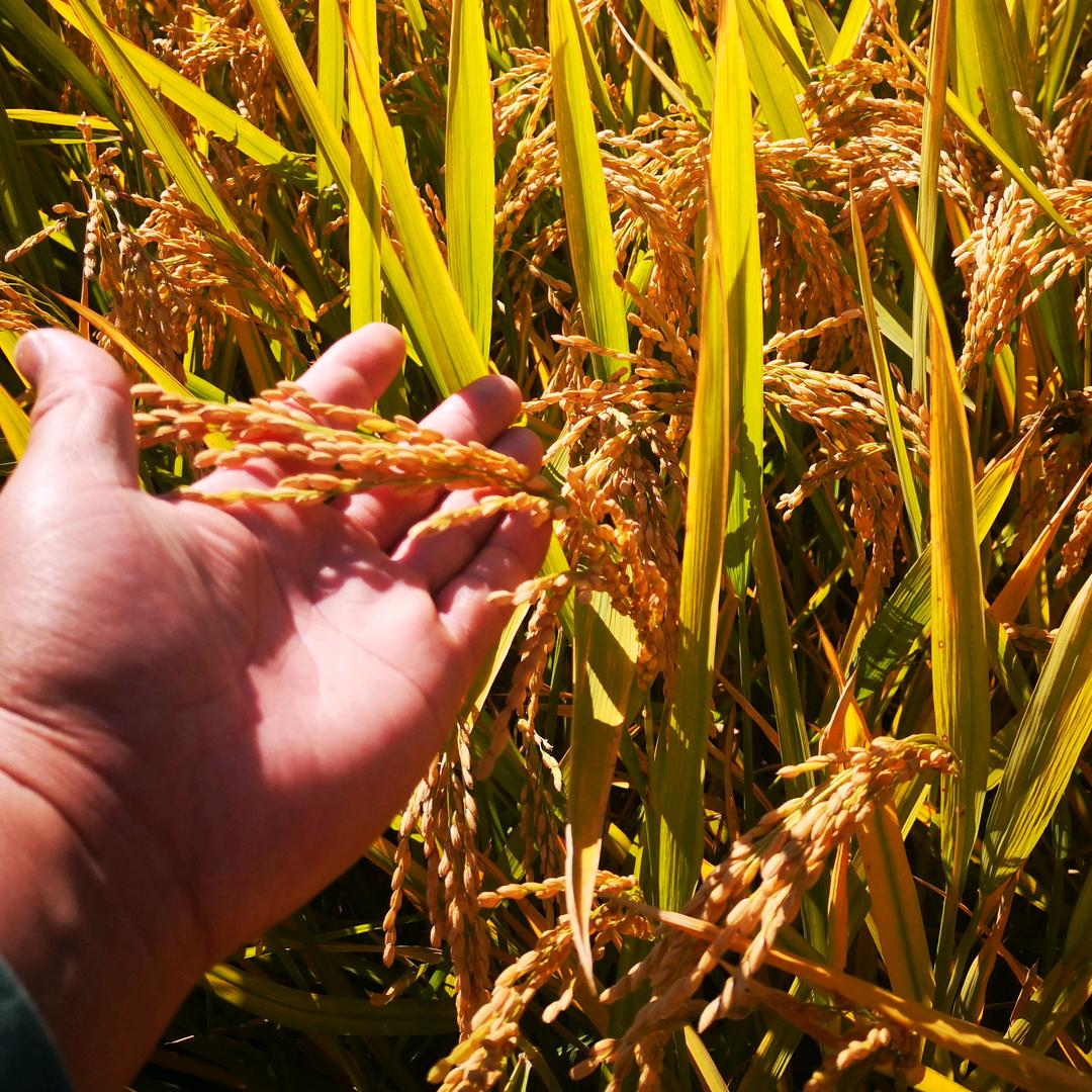 稻田蟹垂钓园，百福农场