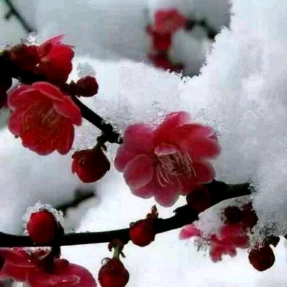 傲雪寒梅