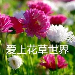 爱上花草