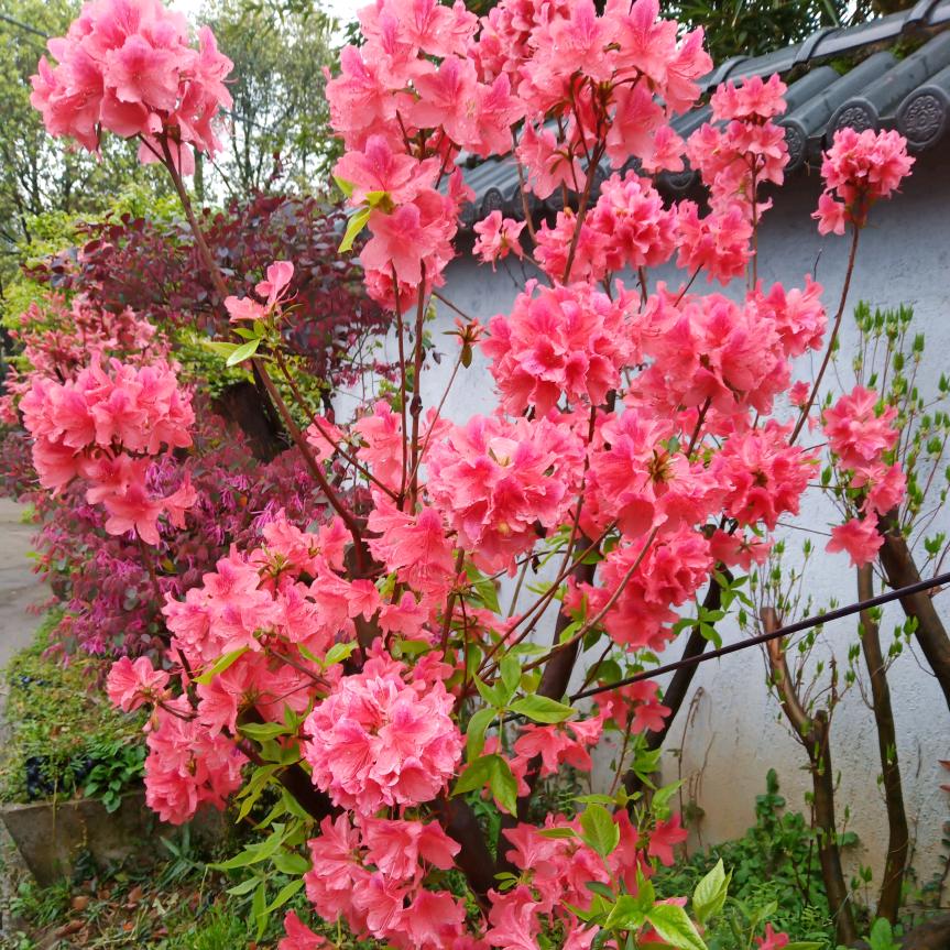芬