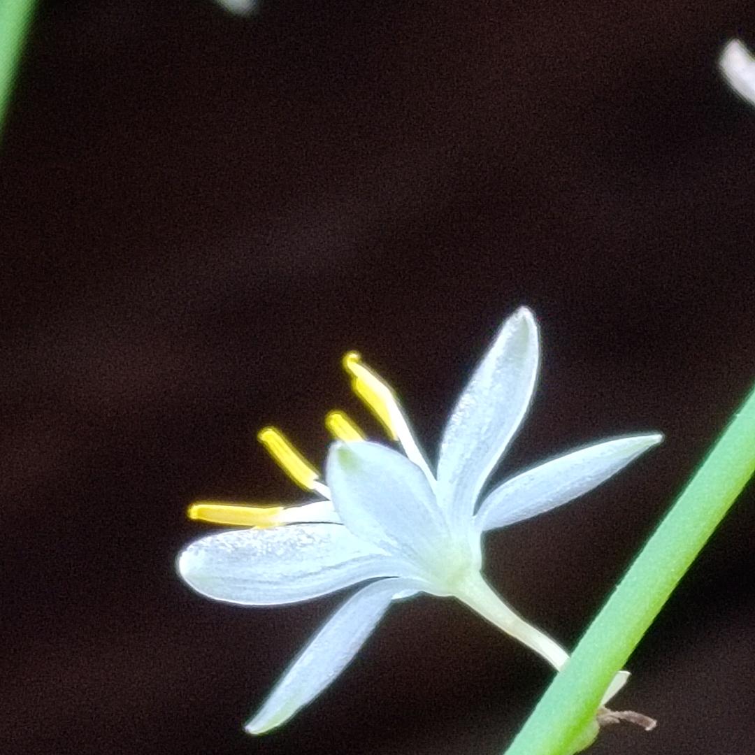 香香AY