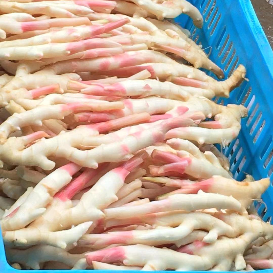 骆驼