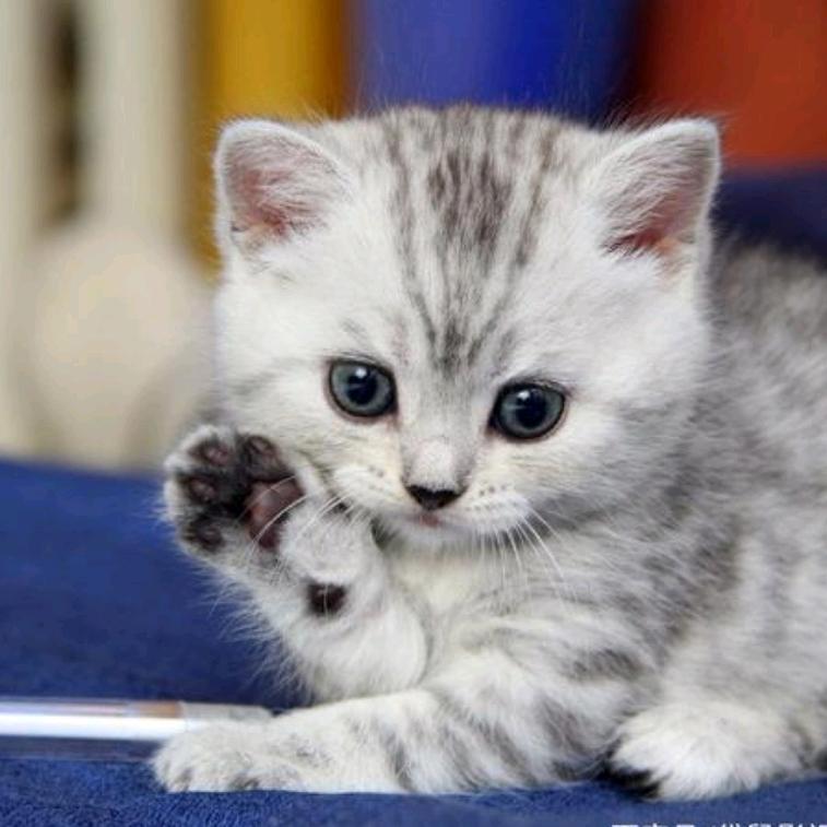 猫儿   心 素 ❤️