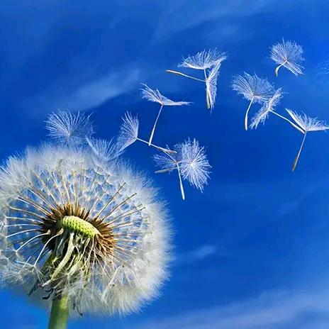 随遇而安🌻⛵️