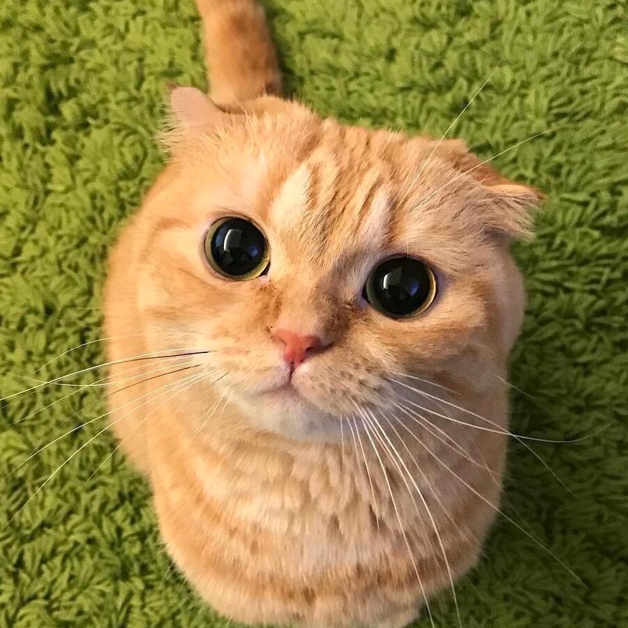 小六241383319