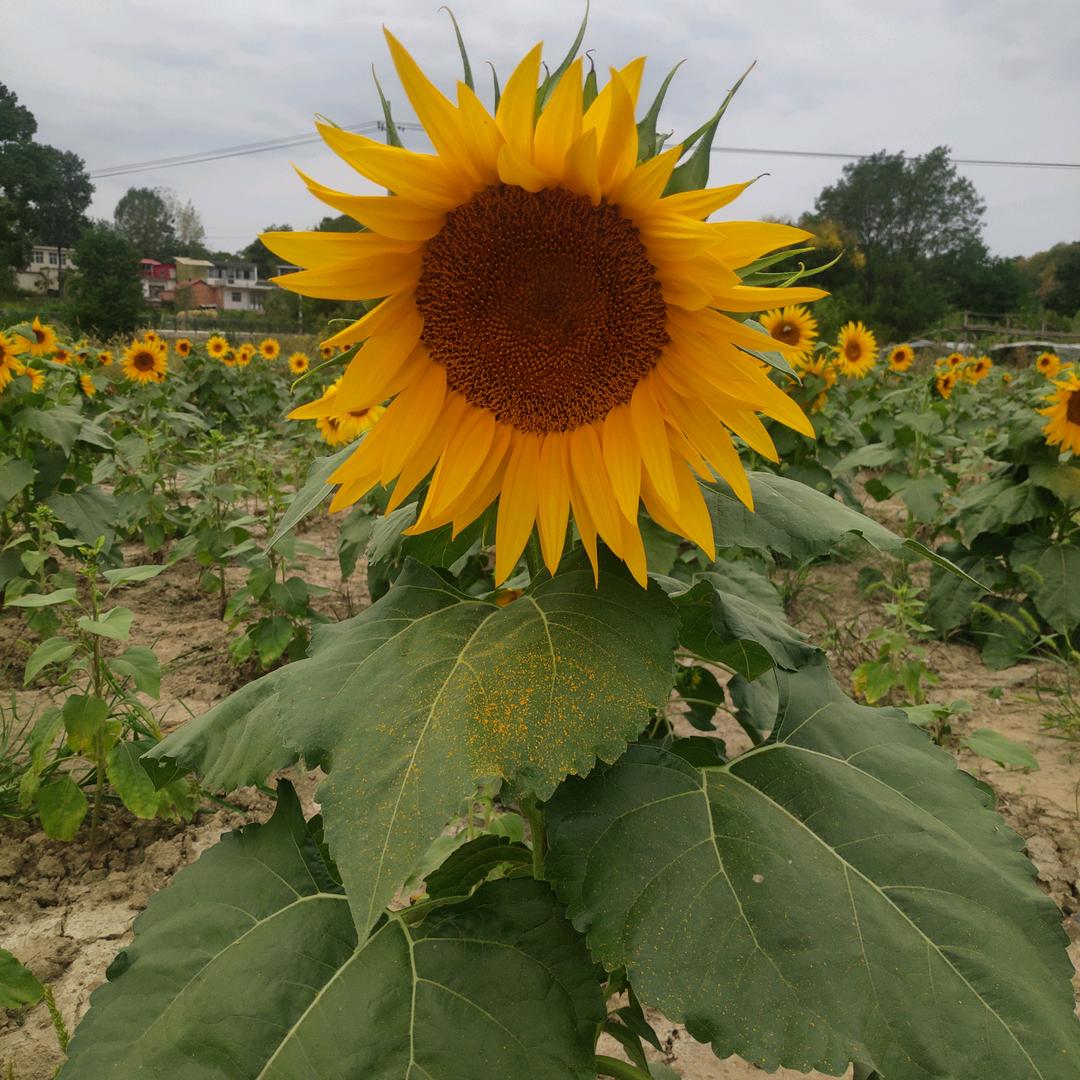 华子，商城丫头