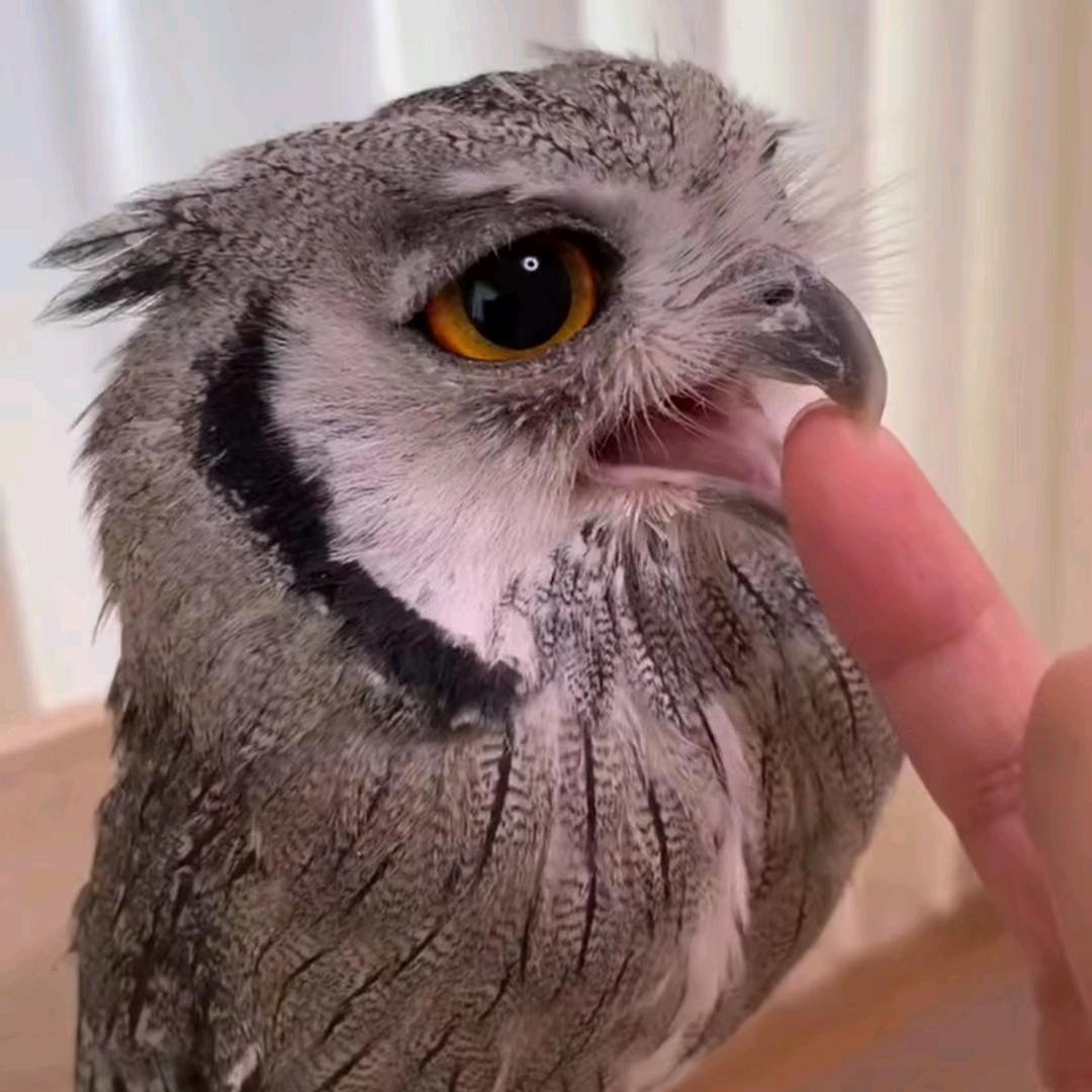 纯爱战士电子猫