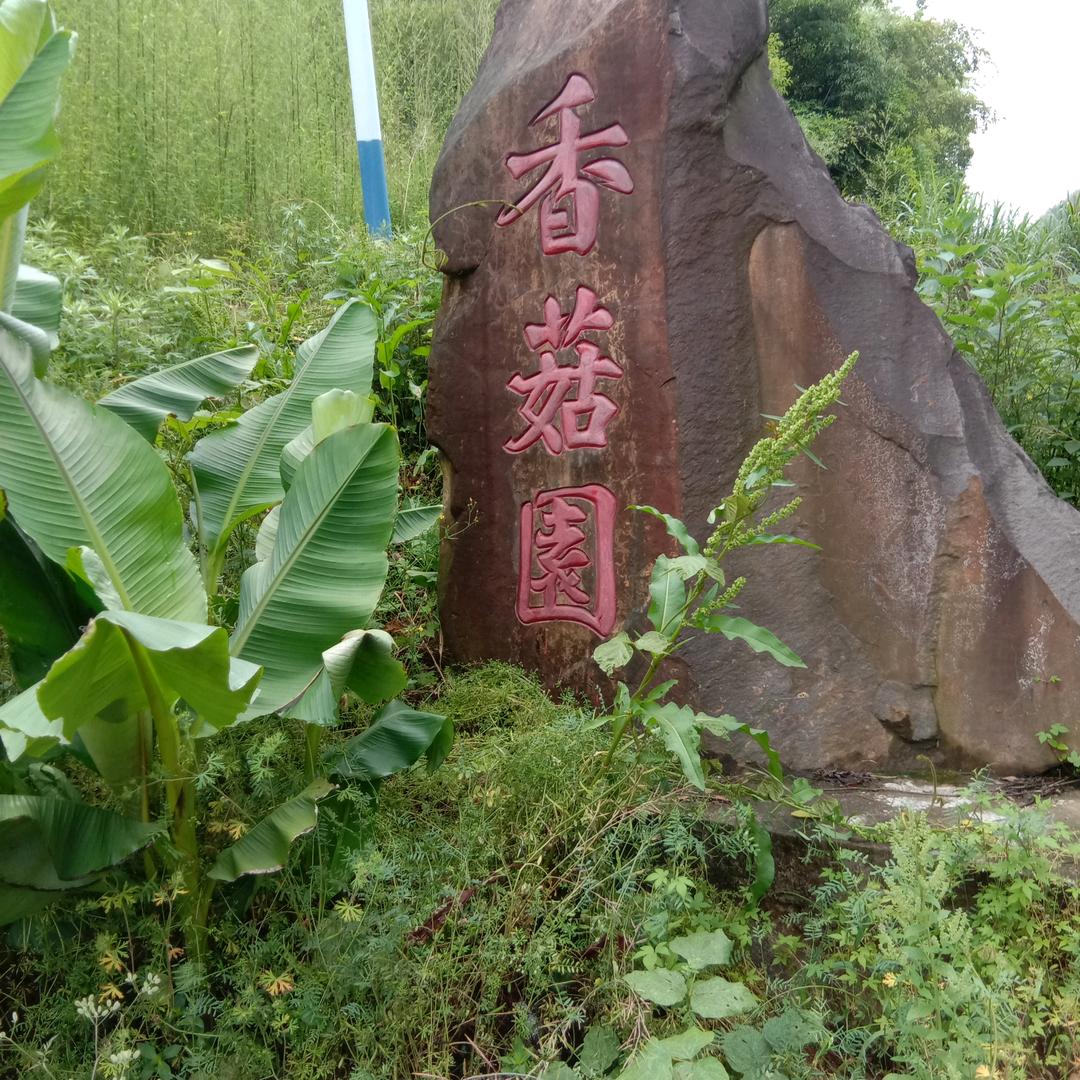 芜湖一万生态云菇菌业