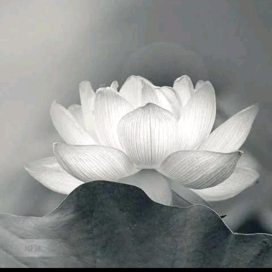 禅音疗愈