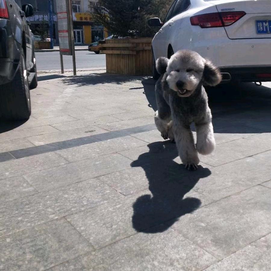 锡林浩特市宠先生宠物造型