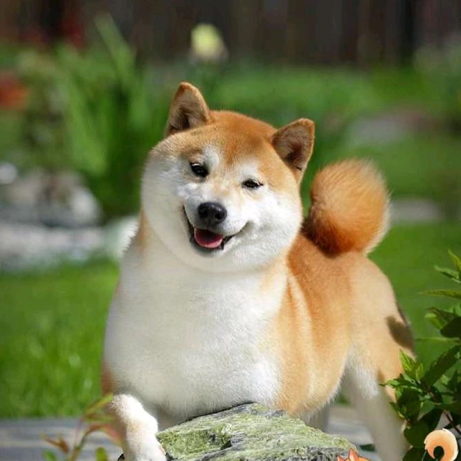 星缘柴犬豆柴俱乐部