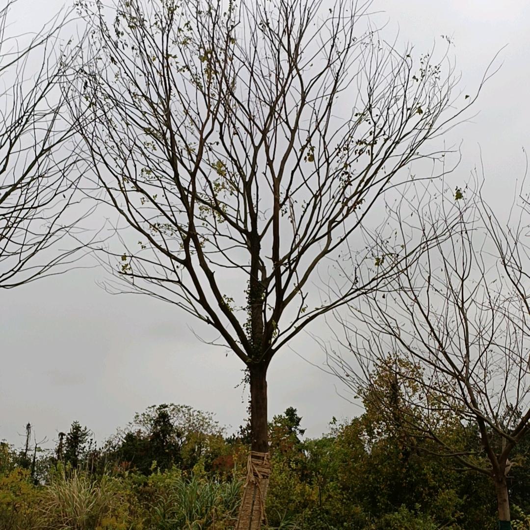 朴树，乌桕，榔榆，香樟及各种苗木供应