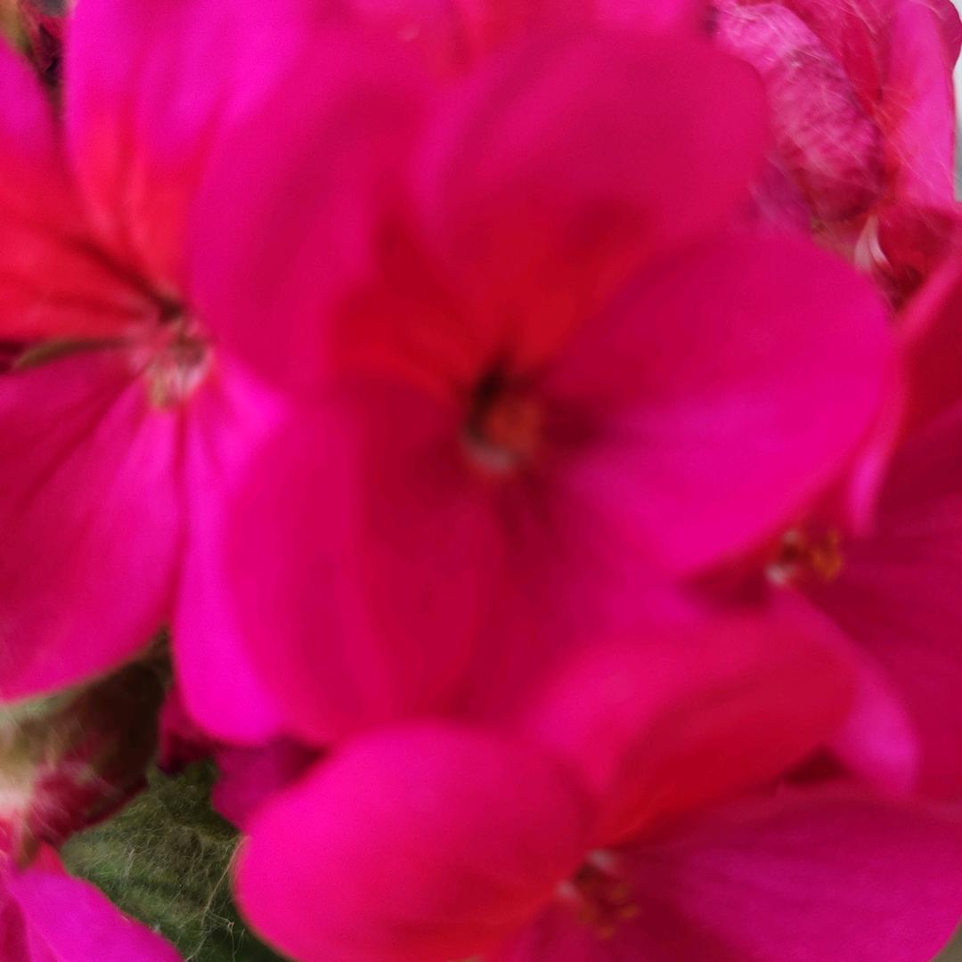 天家最美🌺🌺