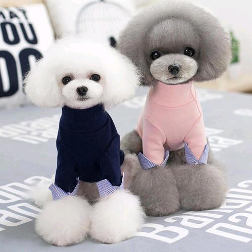 宜宾暖心宠物直播号