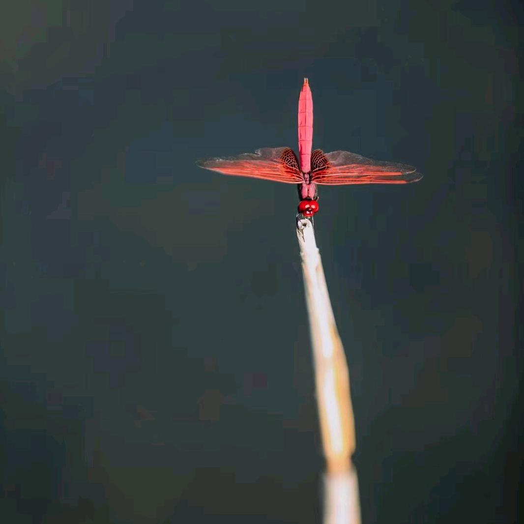 东隅已逝，桑榆非晚