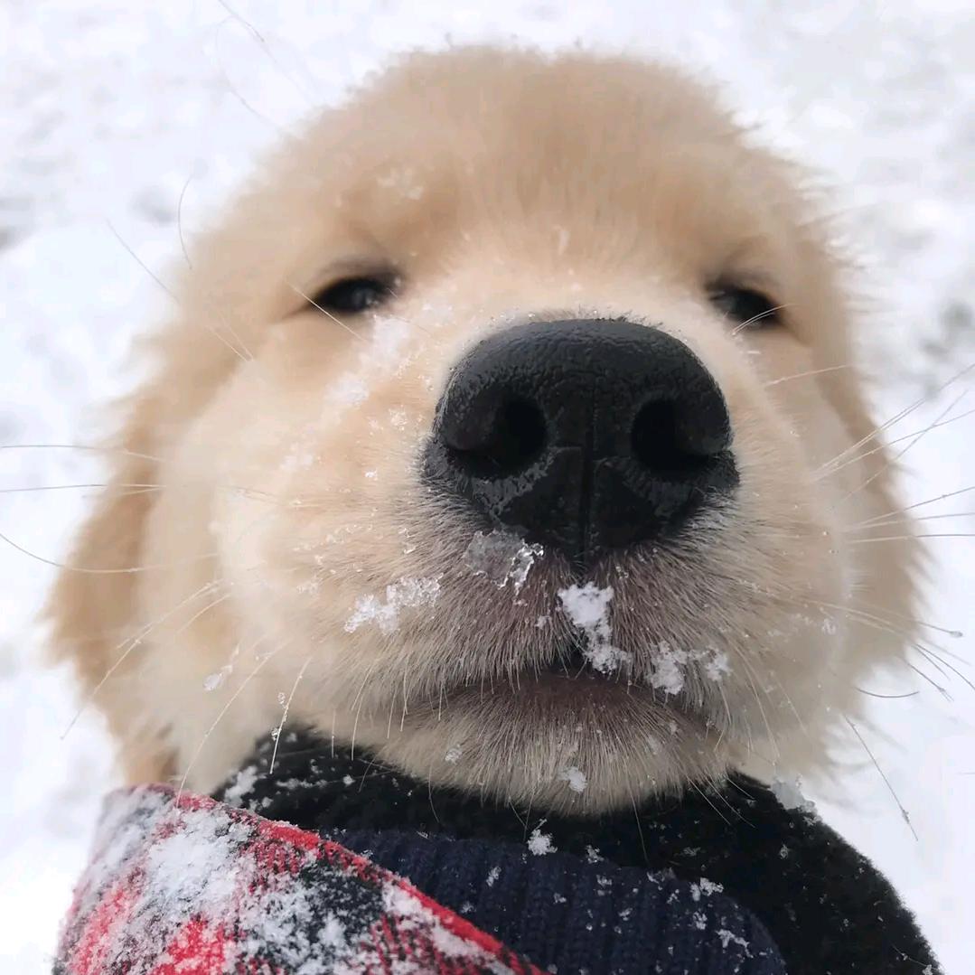 大梦。