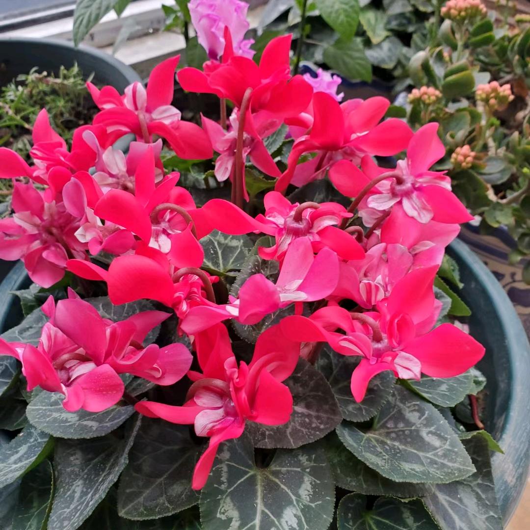 马琼