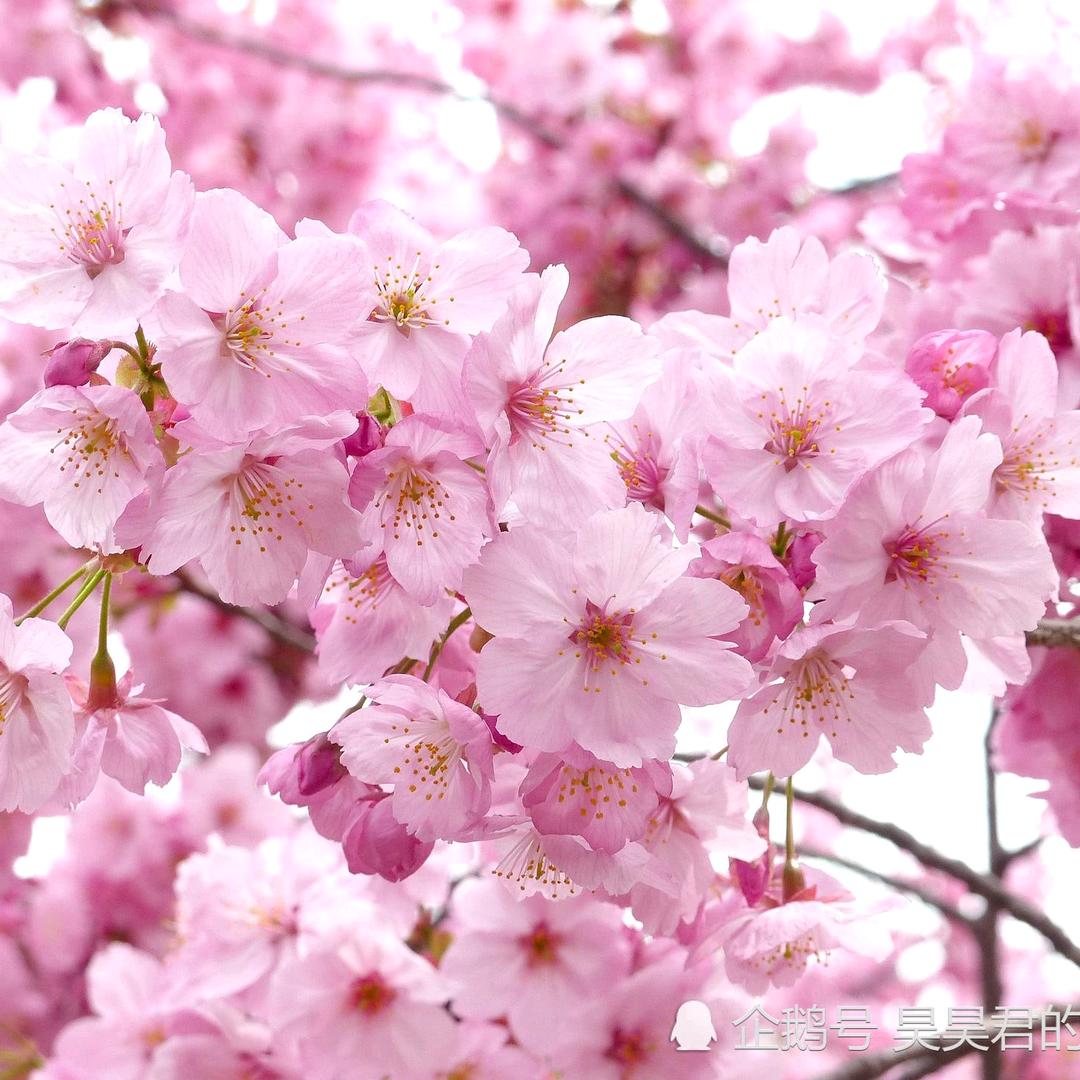 孙桂芳