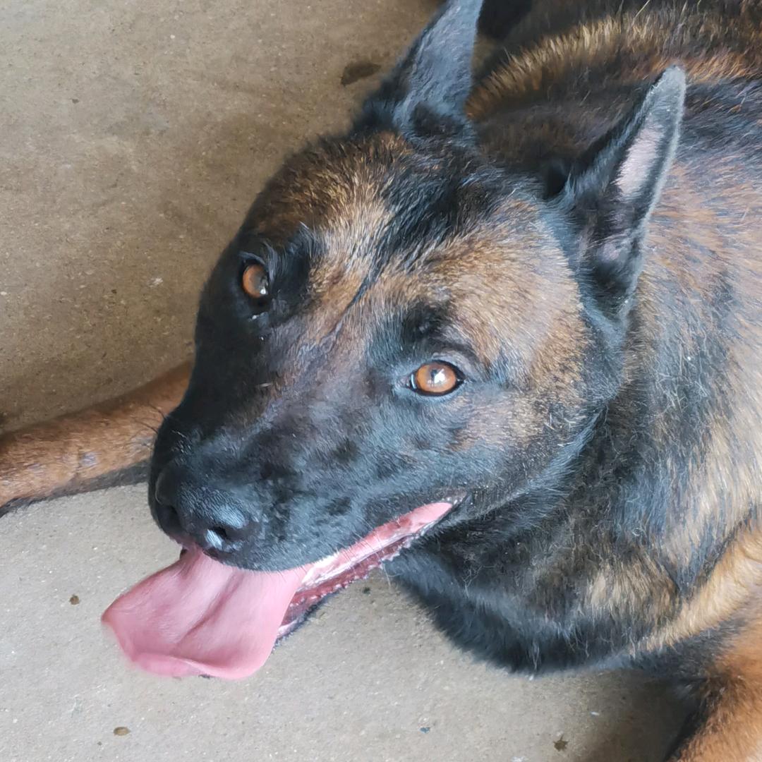 葫芦岛东生鸽舍