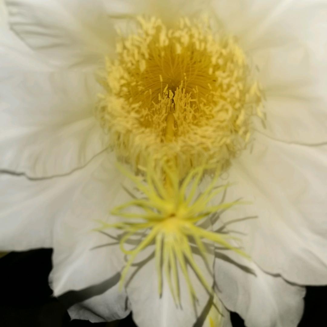 南风知我意，吹梦到西洲。