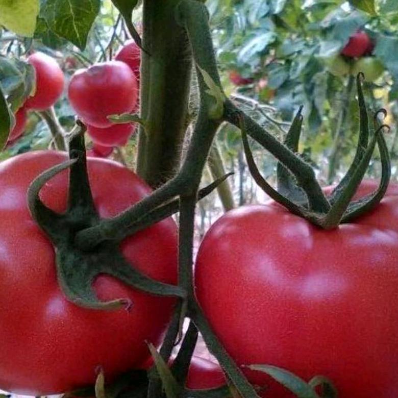 德州禹城大军代收西红柿