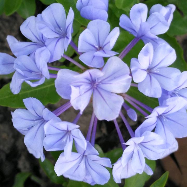 芳姐糖客人