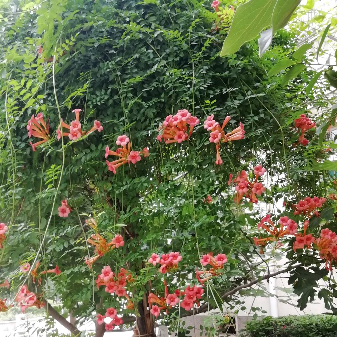 雪纷纷