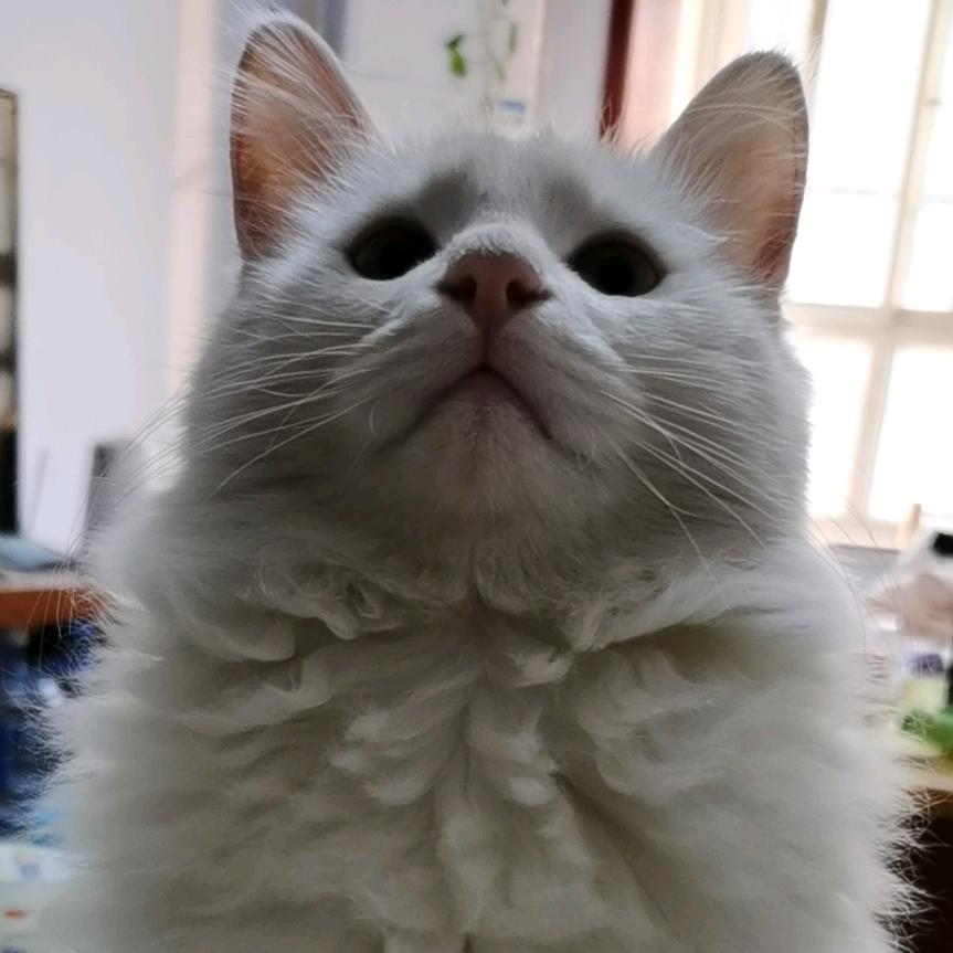 虹虹🫧