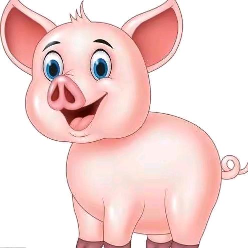 生猪🐷够销(中介）