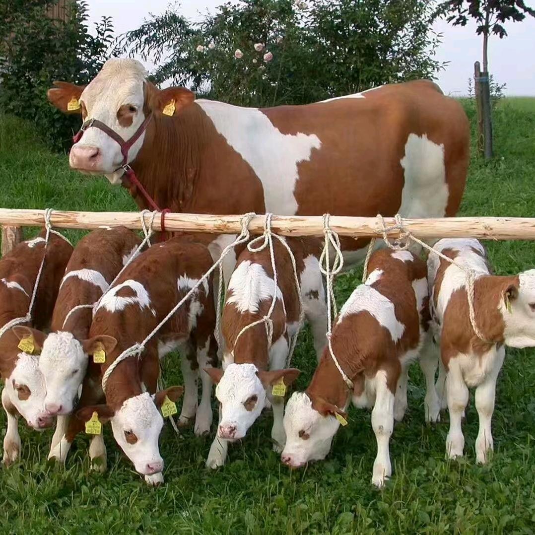 九乡兽医人小侯🌈