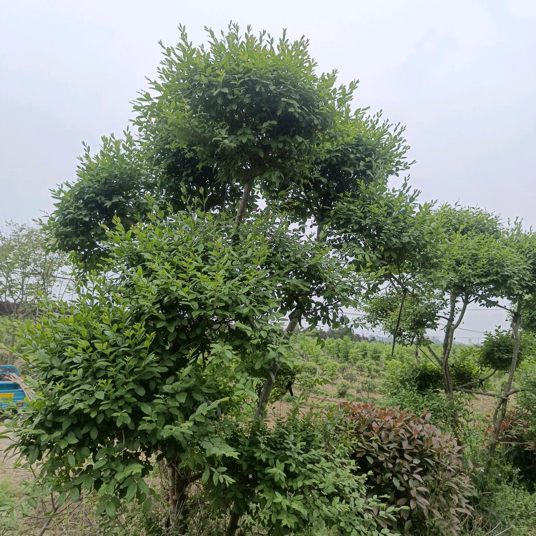 南阳双鑫园林绿化公程有限公司