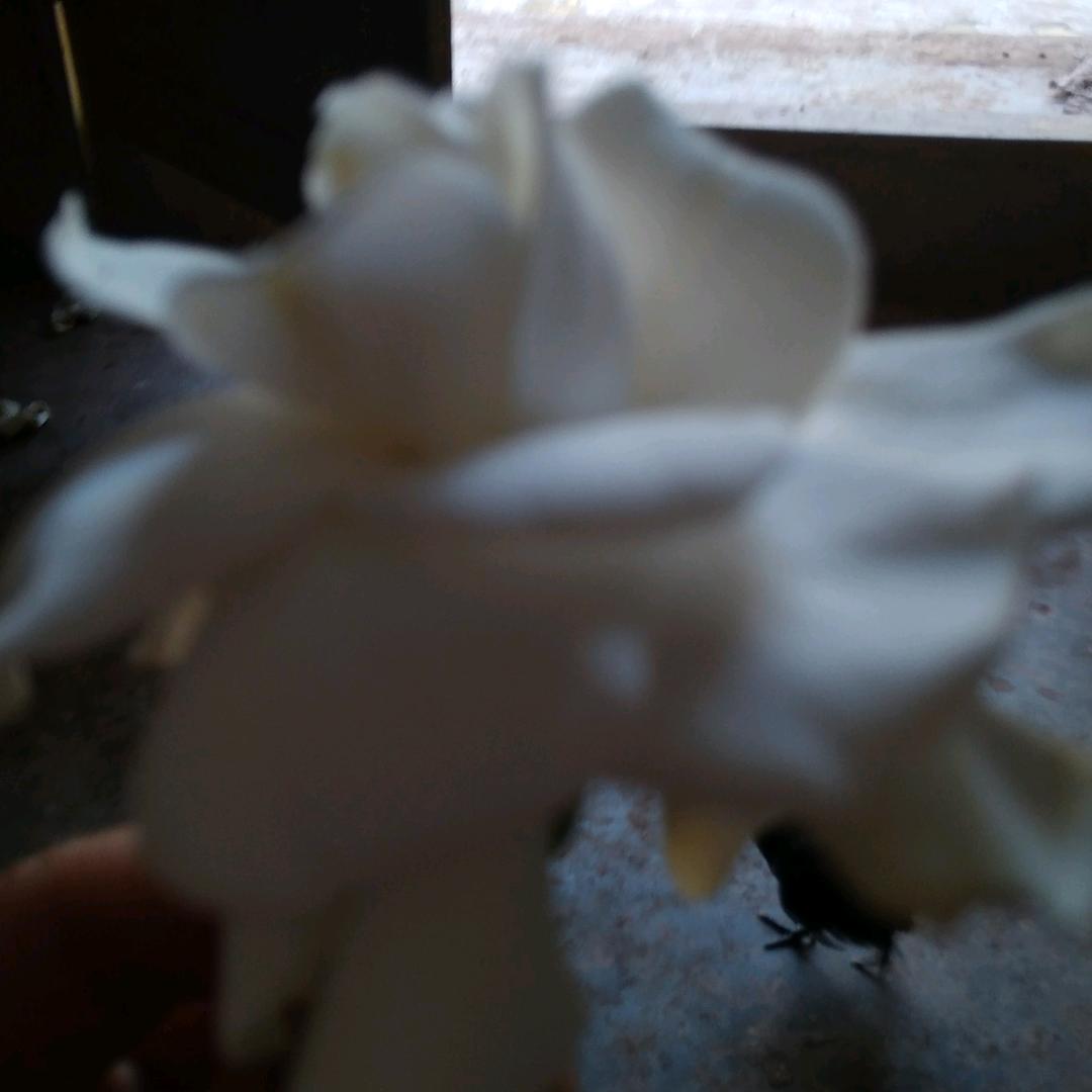 无忧无虑