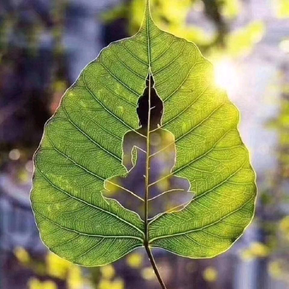 花火