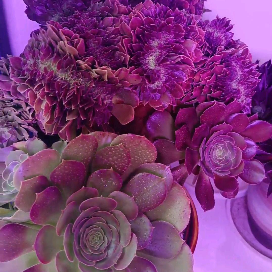 朱子三木