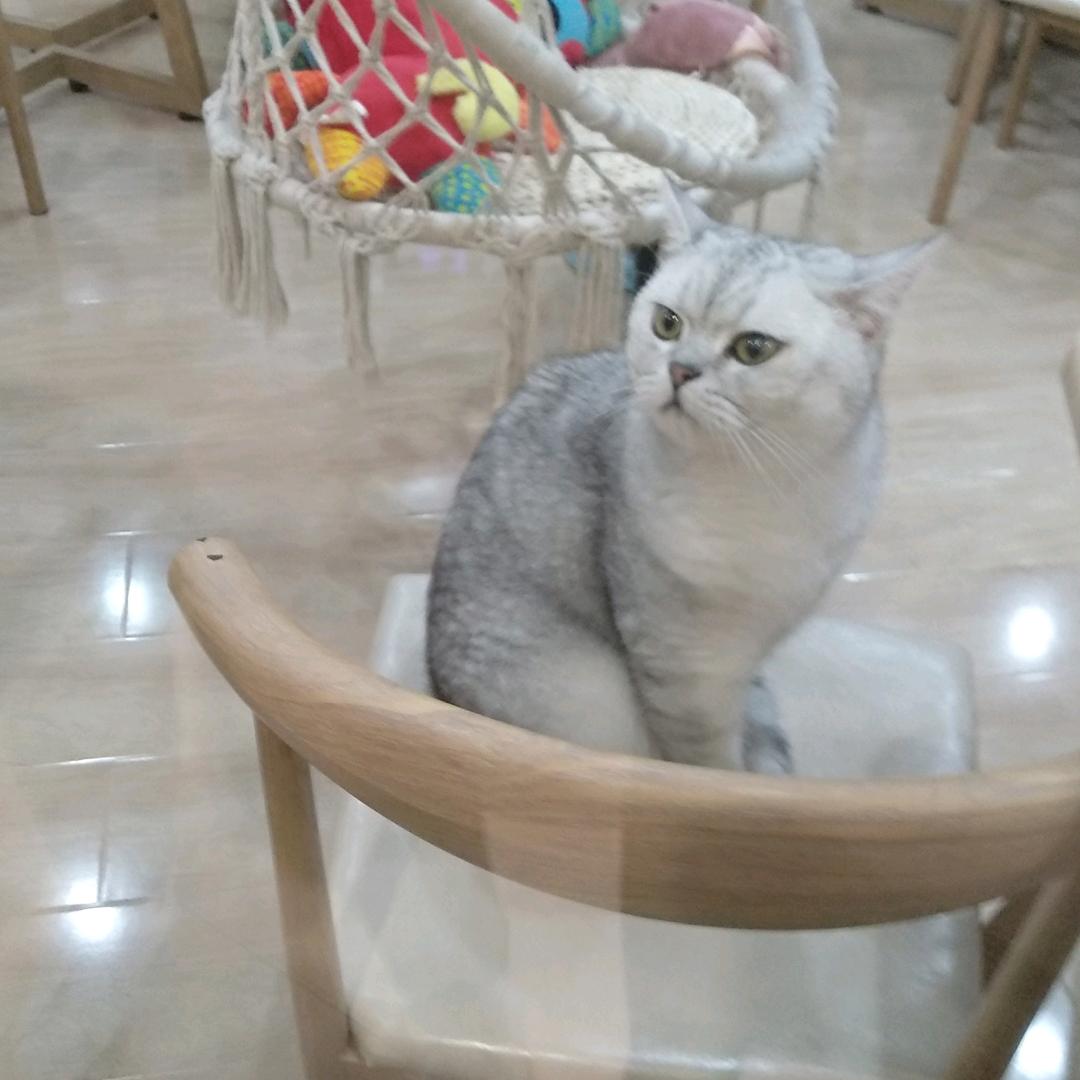 黑心菊