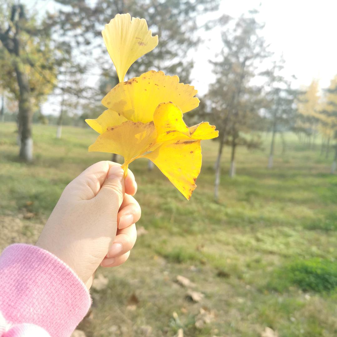 olive_246880552