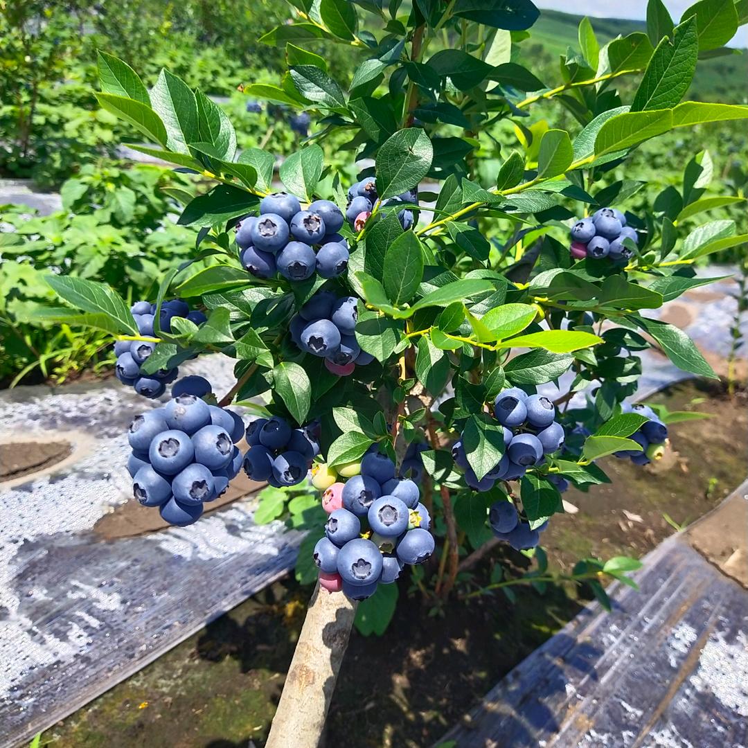 蓝莓生产者 鞠彦涛