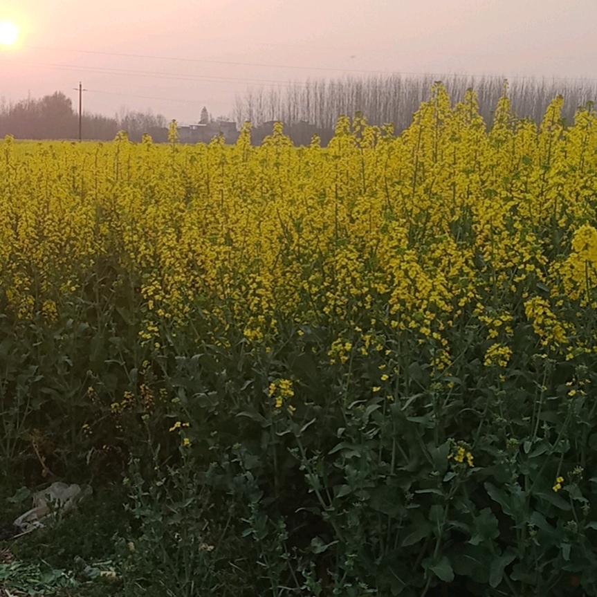 春风一路彩云追