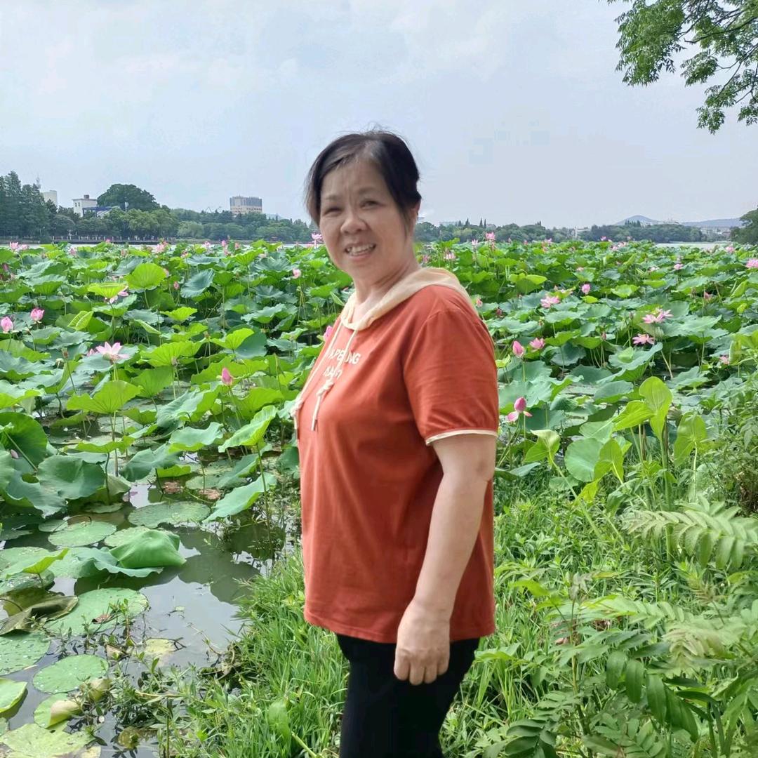 清雅玉兰