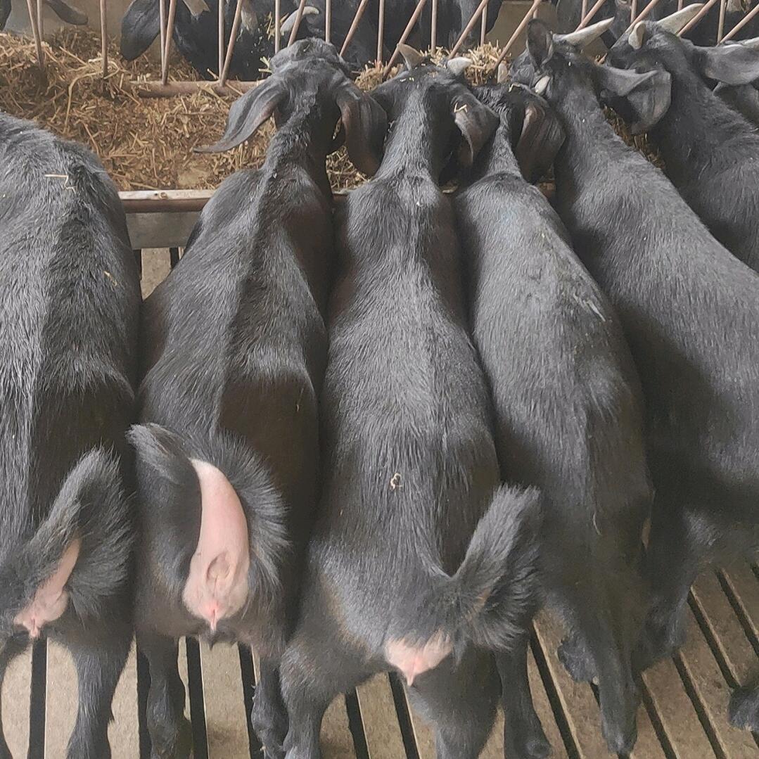 莲姐鸿运养殖