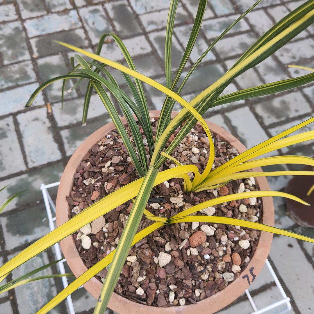 佳媛兰花