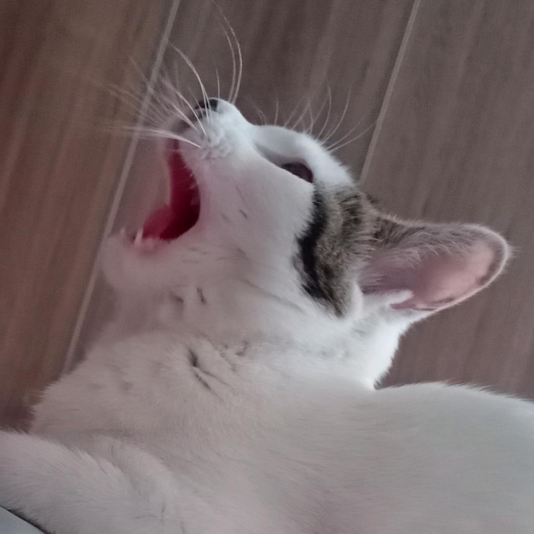 夜猫爱晚睡🉑