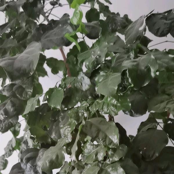 山河王者