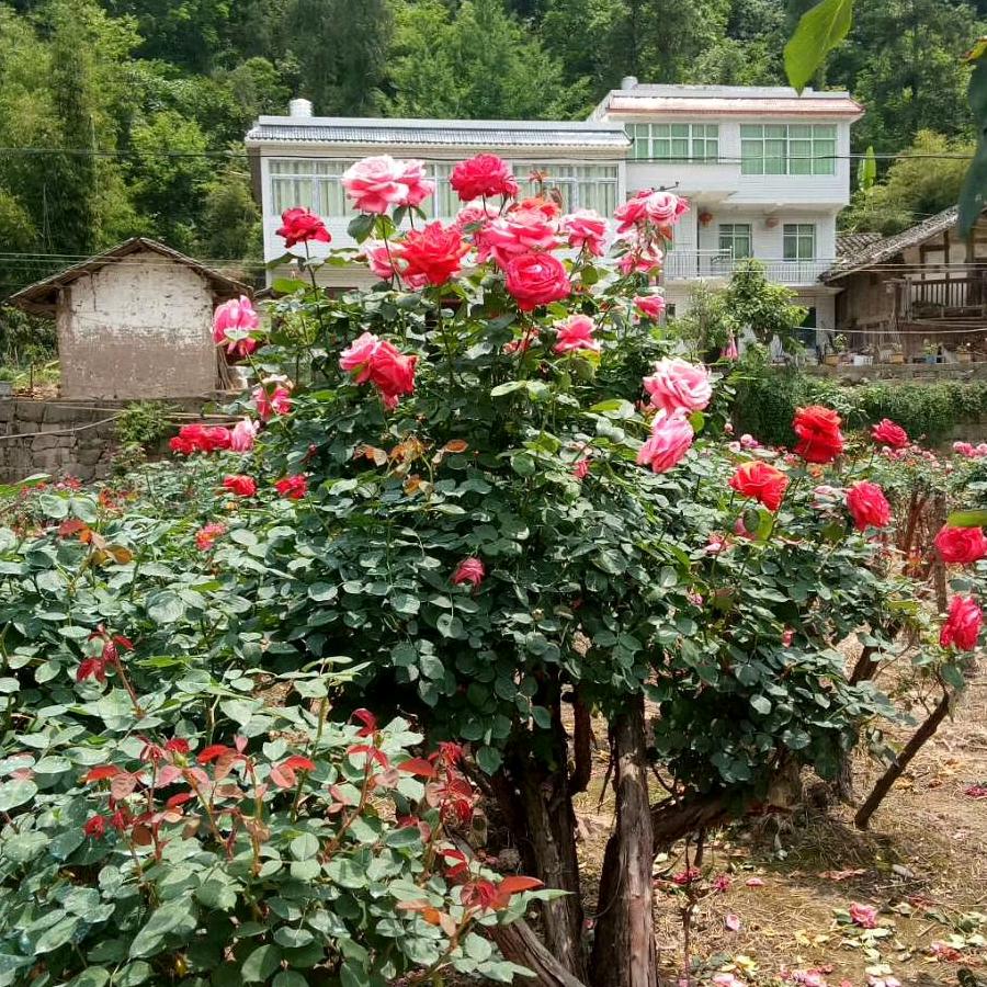 天🇨🇳🇨🇳福🔱🔱